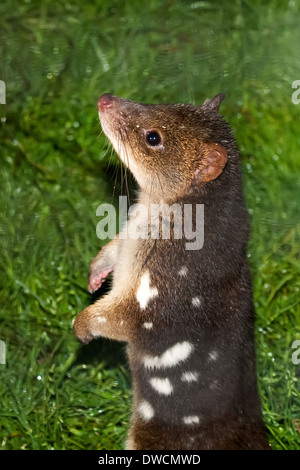 Tasmanian Tiger Quoll aka spotted tail quoll, aka marsupial cat, in captivity, Tasmania, Australia Stock Photo