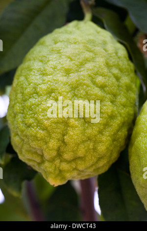 Citrus medica growing in a protected environment. Citron fruit growing on a tree. Stock Photo