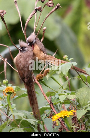 Speckled mousebirds necking in Uganda Stock Photo