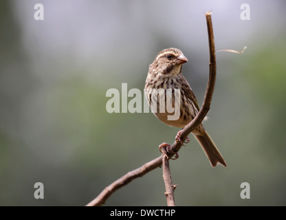 Streaky seedeater in Uganda Stock Photo