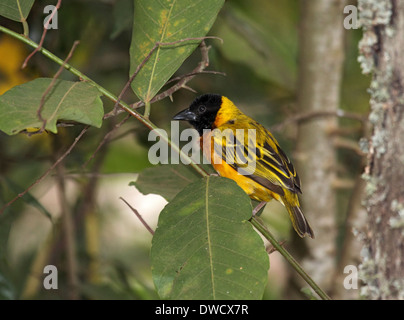 Yellow-backed weaver bird in Uganda Stock Photo