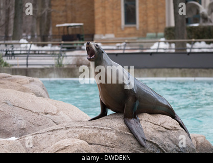 Sea lion at Bronx zoo, New York, NY, United States Stock Photo