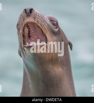 Halftime the Sea Lion, who was a fan of a California sports bar, now  getting along swimmingly at the Bronx Zoo – New York Daily News