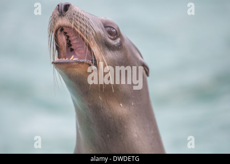 Sea lion at Bronx zoo, New York, NY, United States Stock Photo