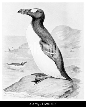 アンティークプリントフレームGREAT AUK