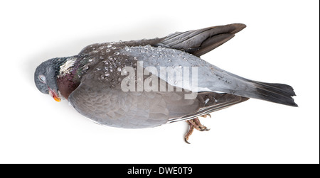Side view of a dead Rock Pigeon covered with dew drops, Columba livia, in front of white background Stock Photo