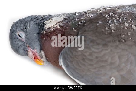 Close-up of a Dead Rock Pigeon, Columba livia, in front of white background Stock Photo