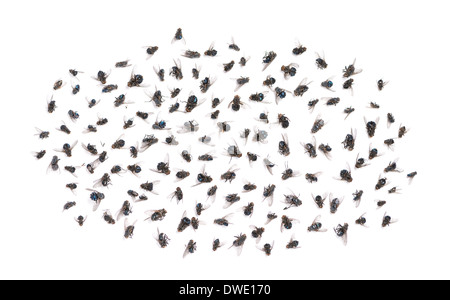 Group of dead flies in front of white background Stock Photo