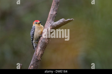 A male Red-crowned Woodpecker, (Melanerpes rubricapillus), perched at the Tangaras Reserve, western Andes, Colombia. Stock Photo