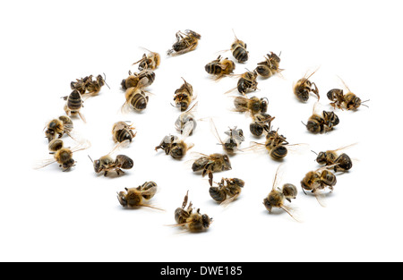 Group of dead bees in front of white background Stock Photo