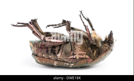 Dead Green rose chafer lying on its back, Cetonia aurata, in front of white background Stock Photo