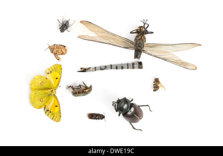 Composition with dead insects in front of white background Stock Photo