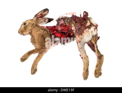 Roadkill dead Hare lying on the side in front of white background Stock Photo