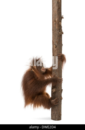 Side view of a young Bornean orangutan climbing on a tree trunk, Pongo pygmaeus, 18 months old, against white background Stock Photo