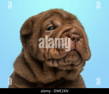 Close-up of a Shar Pei puppy on a blue background Stock Photo