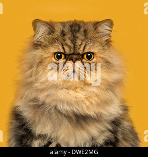 Front view of a grumpy Persian cat sitting, looking at the camera, on a orange background Stock Photo