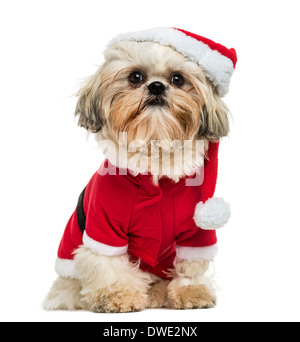 Shih Tzu wearing a christmas costume, sitting, 10 months old, in front of white background Stock Photo