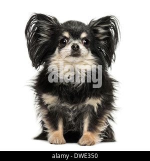 Long hair Chihuahua sitting, looking at the camera against white background Stock Photo