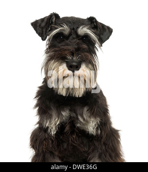 Close-up of a Miniature Schnauzer looking at the camera, 1 year old, against white background Stock Photo