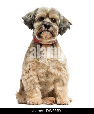 Front view of a Lhasa apso sitting, looking at the camera, against white background Stock Photo