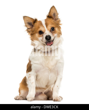 Front view of a Chihuahua sitting, panting with a cut tongue, 7 months old, against white background Stock Photo