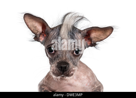 Close-up of a Chinese crested dog looking at the camera against white background Stock Photo