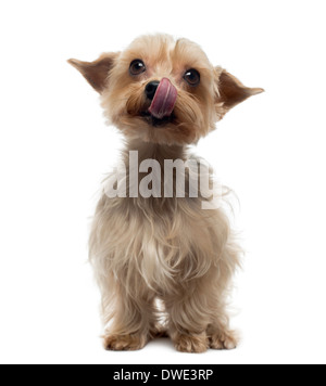 Yorkshire standing, licking, against white background Stock Photo