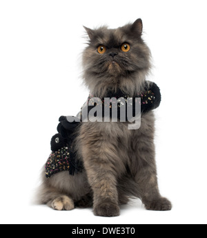 Grumpy Persian cat wearing a shiny harness, sitting, in front of white background Stock Photo