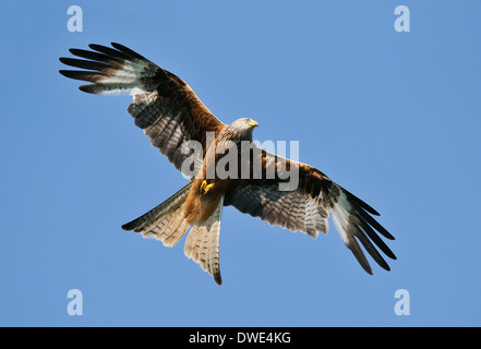 Red Kite in flight against a deep blue sky Stock Photo