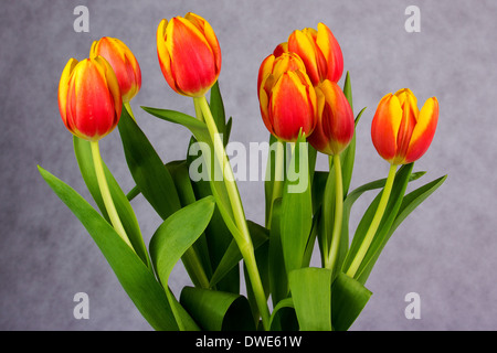 Very beautiful red and orange tulips on a grey background Stock Photo