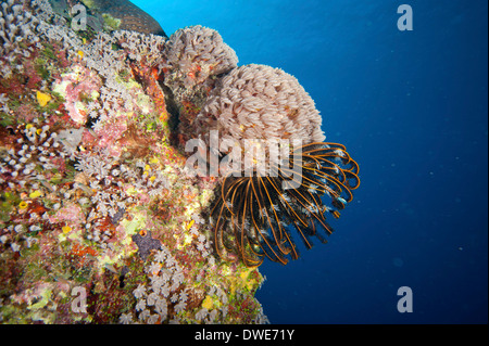 Organ Pipe Coral Tubipora musica & Feather star Comanthina sp Yap Micronesia Stock Photo