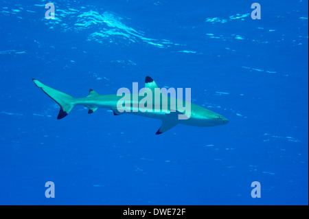 Blacktip Shark Carchinus melanopterus Yap Micronesia Stock Photo