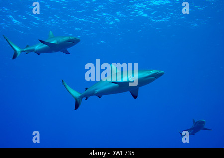 Grey Reef Shark Carcharhinus amblyrhynchos Yap Micronesia Stock Photo