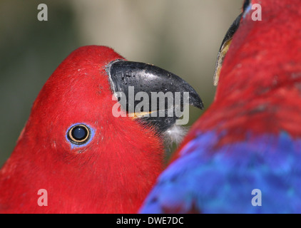 Female Red-sided Eclectus Parrot (Eclectus roratus) close-up Stock Photo