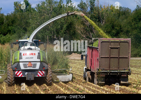 Corn harvest in Canyon County, Idaho, USA. Stock Photo