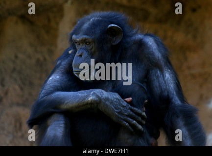 Common chimpanzee (Pan troglodytes) mother and child close-up Stock Photo