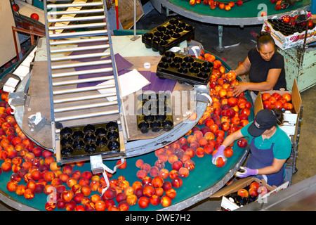 Workers sort peaches at the Symms Fruit Ranch packing facility near Sunny Slope, Idaho, USA. Stock Photo