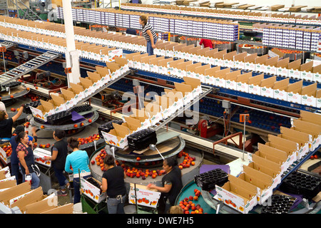 Workers sort peaches at the Symms Fruit Ranch packing facility near Sunny Slope, Idaho, USA. Stock Photo