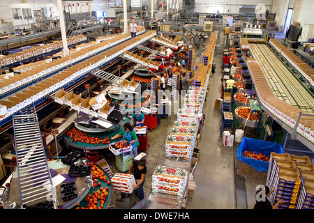 Workers sort peaches at the Symms Fruit Ranch packing facility near Sunny Slope, Idaho, USA. Stock Photo