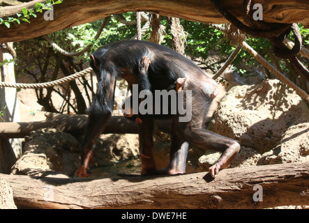 Mother chimpanzee (Pan troglodytes) with young baby hanging on Stock Photo