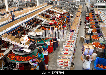 Workers sort peaches at the Symms Fruit Ranch packing facility near Sunny Slope, Idaho, USA. Stock Photo