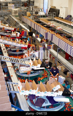 Workers sort peaches at the Symms Fruit Ranch packing facility near Sunny Slope, Idaho, USA. Stock Photo