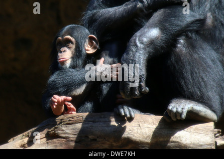 Juvenile Common chimpanzee (Pan troglodytes) holding parent's hand Stock Photo