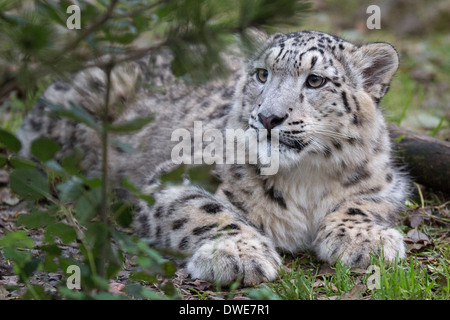 Snow Leopard cub 7 months old. Stock Photo