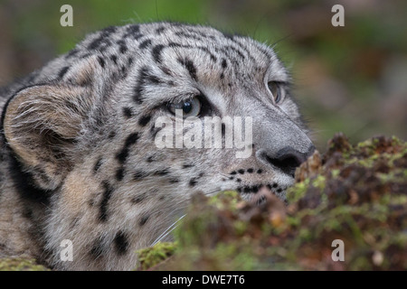 Snow Leopard cub 7.5 months old. Stock Photo