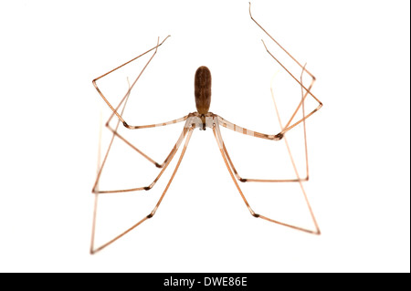 Daddy Long Legs Spider Pholcus phalangioides Kent UK Stock Photo