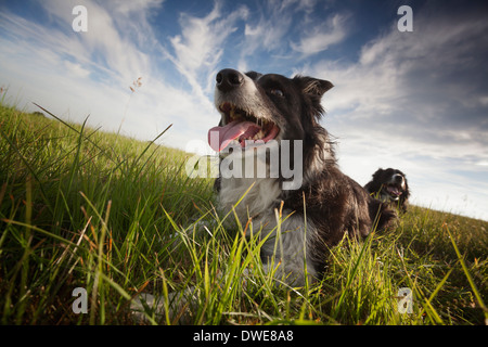 Border collie sheepdog outside enjoying the English countryside Stock Photo