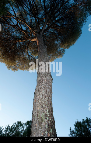 Italian stone pine tree Pinus pinea Andalucia Spain Stock Photo