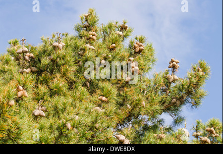Pine tree against blue sky in winter. Stock Photo