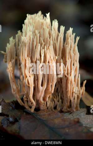 Upright Coral Fungus Ramaria stricta UK Stock Photo